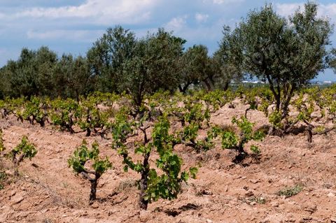 Vignoble en hiver après taille dans la région de Grombalia et Turki