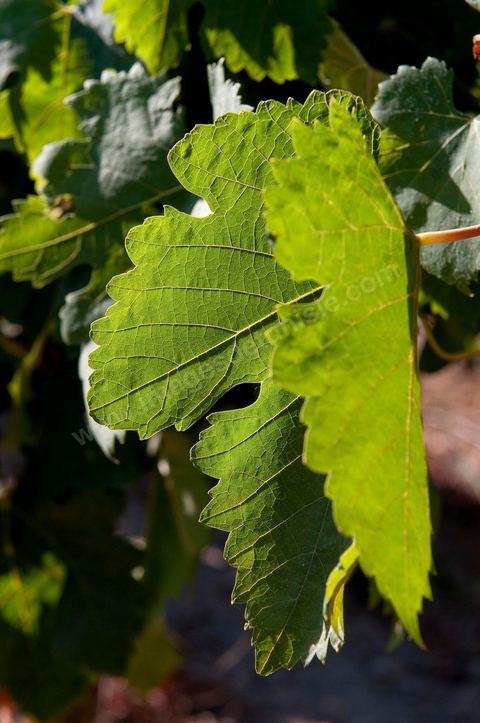 Vignoble en hiver après taille dans la région de Grombalia et Turki
