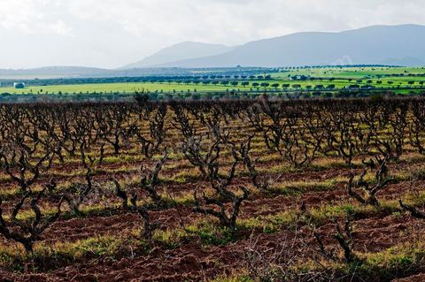 Vignoble en hiver après taille dans la région de Grombalia et Turki