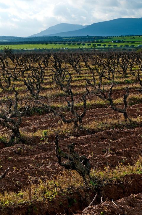Vignoble en hiver après taille dans la région de Grombalia et Turki
