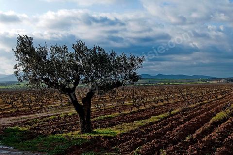 Vignoble en hiver après taille dans la région de Grombalia et Turki