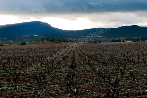 Vignoble en hiver après taille dans la région de Grombalia et Turki