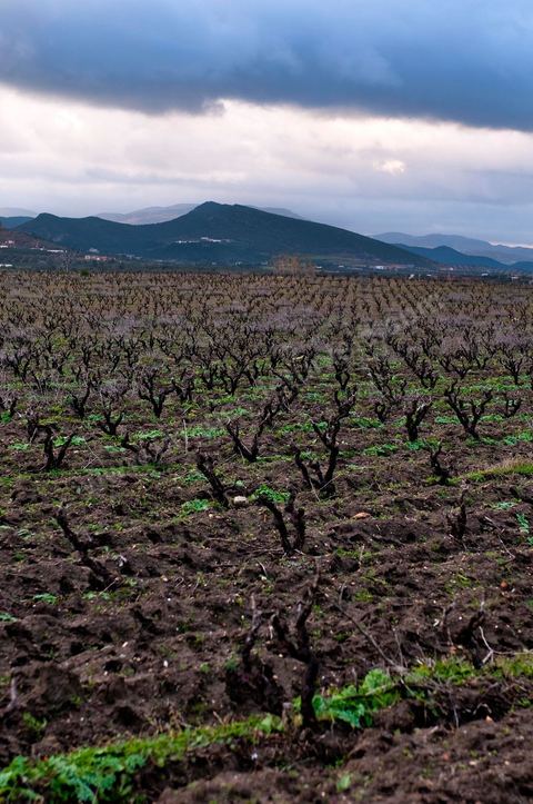 Vignoble en hiver après taille dans la région de Grombalia et Turki