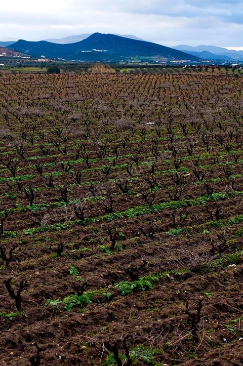 Vignoble en hiver après taille dans la région de Grombalia et Turki