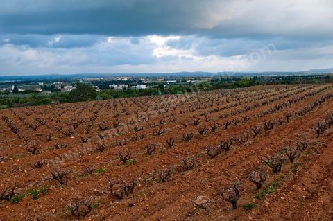 Vignoble en hiver après taille dans la région de Grombalia et Turki