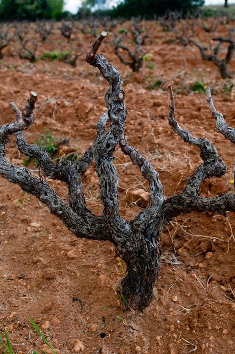 Vignoble en hiver après taille dans la région de Grombalia et Turki