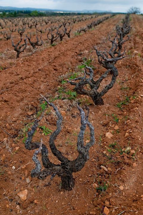 Vignoble en hiver après taille dans la région de Grombalia et Turki