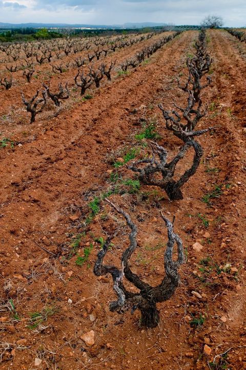 Vignoble en hiver après taille dans la région de Grombalia et Turki