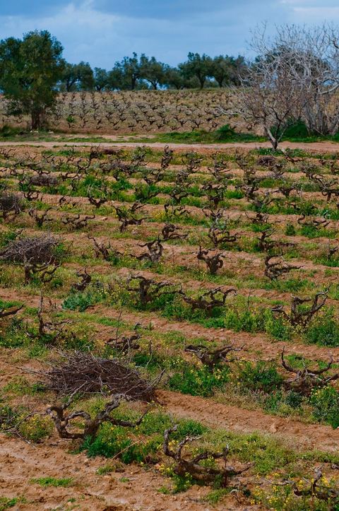 Vignoble en hiver après taille dans la région de Grombalia et Turki
