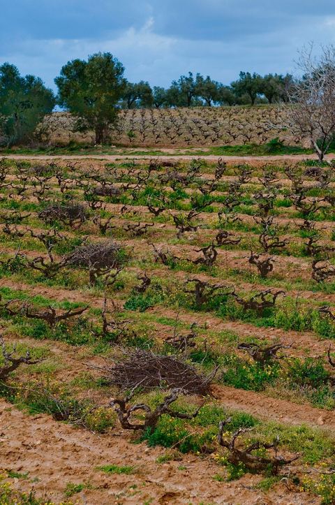 Vignoble en hiver après taille dans la région de Grombalia et Turki