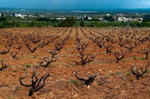 Vignoble en hiver après taille dans la région de Grombalia et Turki