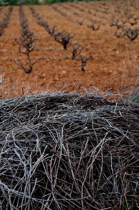 Vignoble en hiver après taille dans la région de Grombalia et Turki