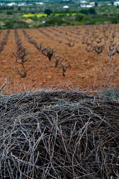 Vignoble en hiver après taille dans la région de Grombalia et Turki