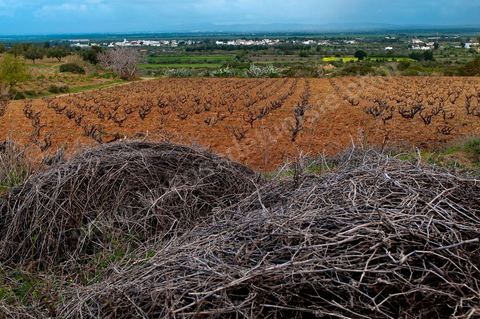 Vignoble en hiver après taille dans la région de Grombalia et Turki