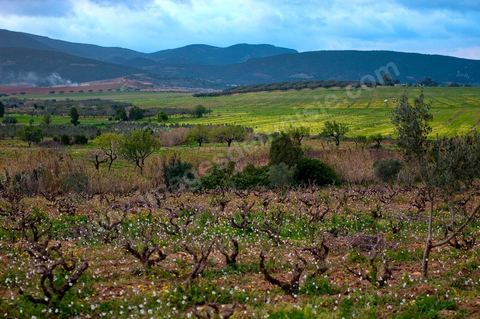 Vignoble en hiver après taille dans la région de Grombalia et Turki
