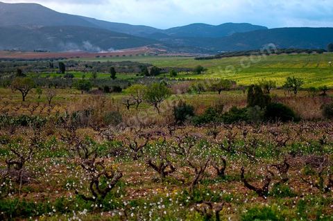 Vignoble en hiver après taille dans la région de Grombalia et Turki
