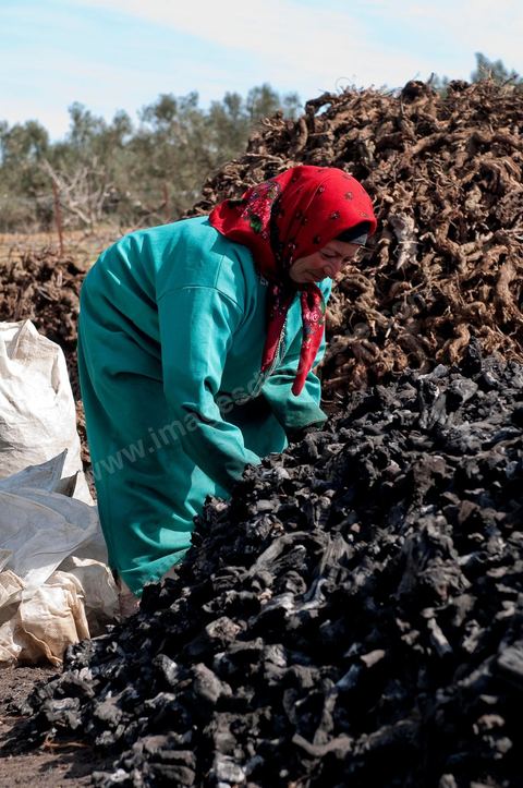 Production de charbon de bois à base de pieds de vignes dans une ferme au coeur du domaine Viticole Elissa - Tekelsa