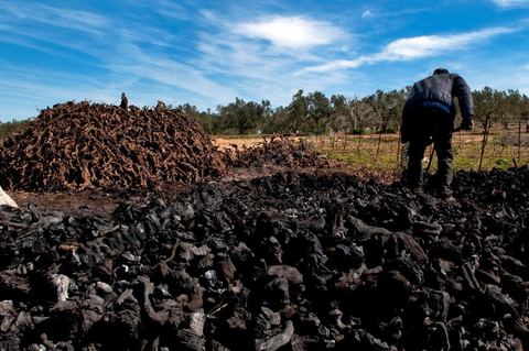 Production de charbon de bois à base de pieds de vignes dans une ferme au coeur du domaine Viticole Elissa - Tekelsa