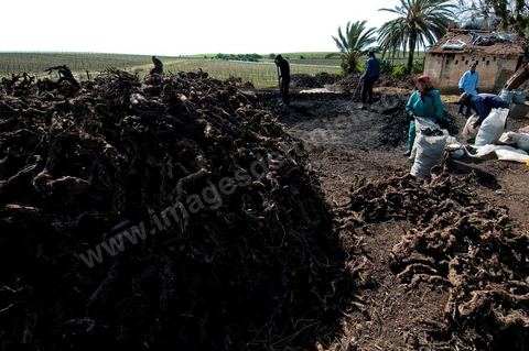 Production de charbon de bois à base de pieds de vignes dans une ferme au coeur du domaine Viticole Elissa - Tekelsa