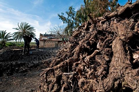 Production de charbon de bois à base de pieds de vignes dans une ferme au coeur du domaine Viticole Elissa - Tekelsa