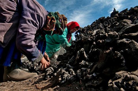 Production de charbon de bois à base de pieds de vignes dans une ferme au coeur du domaine Viticole Elissa - Tekelsa