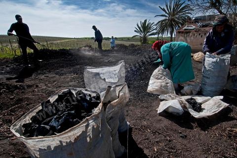 Production de charbon de bois à base de pieds de vignes dans une ferme au coeur du domaine Viticole Elissa - Tekelsa