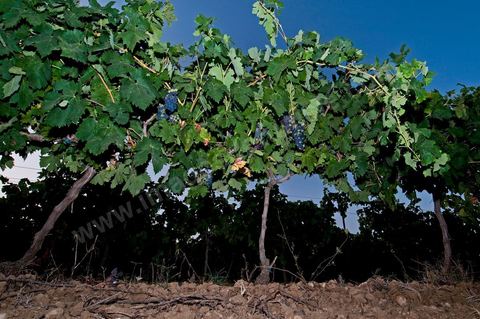 Vignes dans le domaine viticole Château La Reine Elissa à Teklsa au Cap Bon - juillet 2009