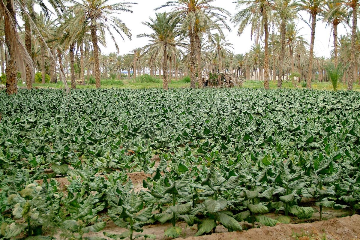 Gabès