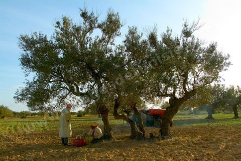 Pause thé dans la campagne près de Houmt Souk - Djerba