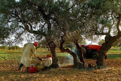 Pause thé dans la campagne près de Houmt Souk - Djerba