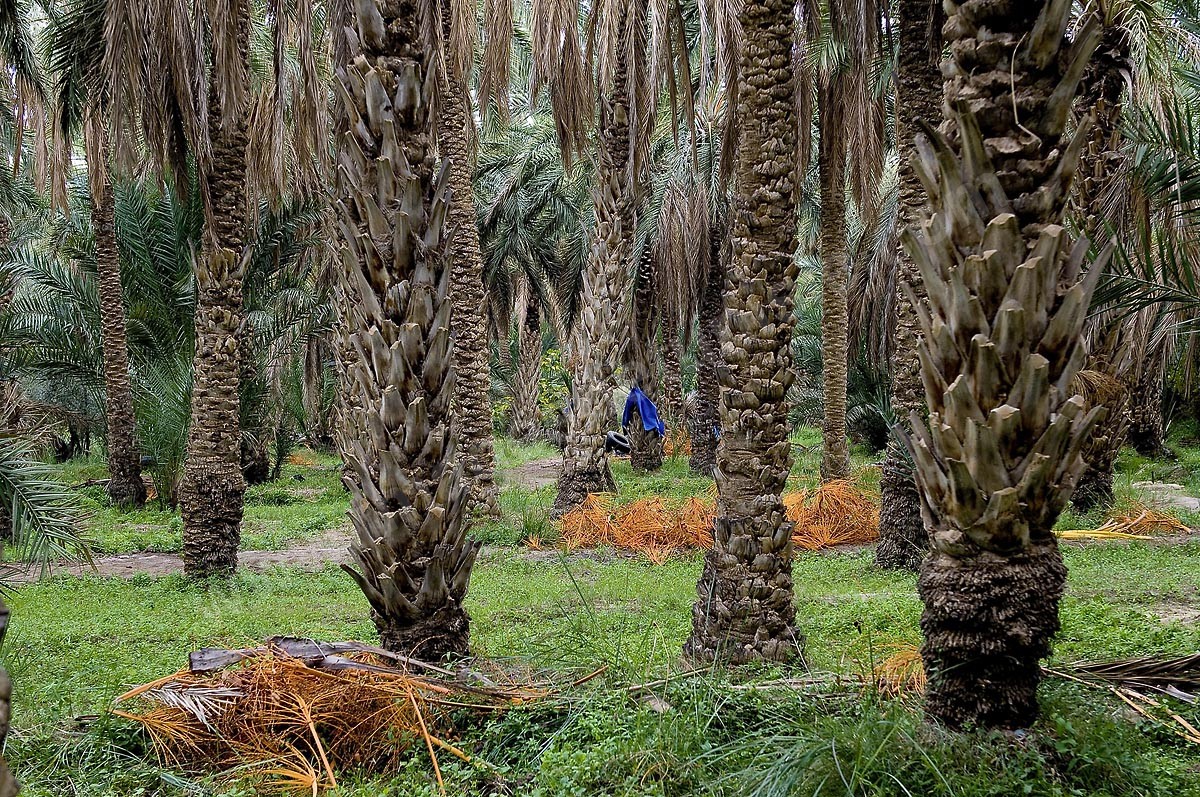 Oasis El Hamma