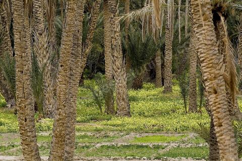 Oasis de montagne, canyon  et village de Midès