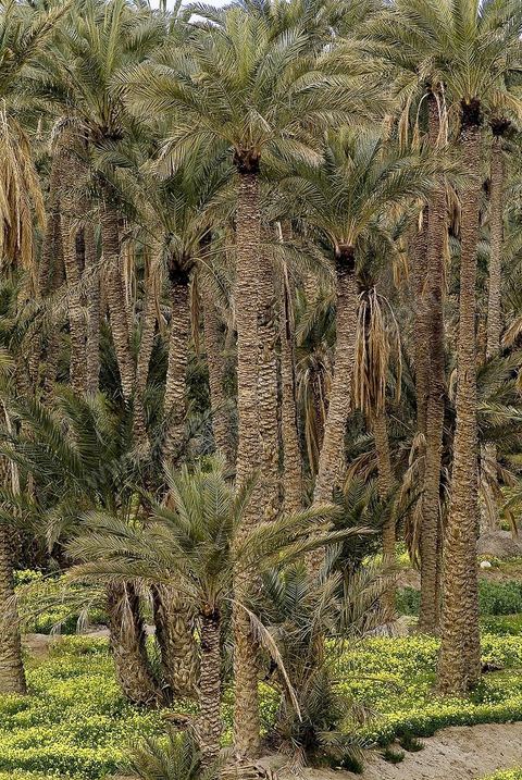 Oasis de montagne, canyon  et village de Midès