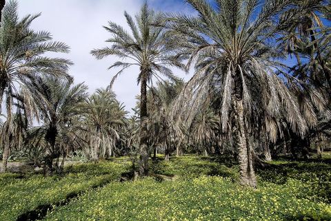 Oasis de montagne, canyon  et village de Midès