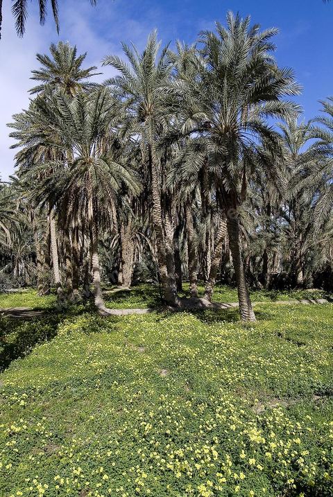 Oasis de montagne, canyon  et village de Midès