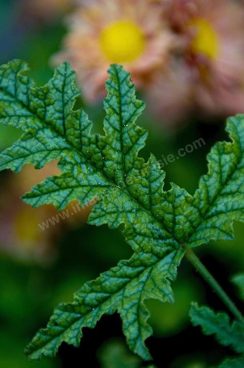 Plante medicinale : Ambere