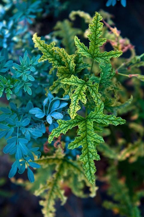 Plante medicinale : Ambere