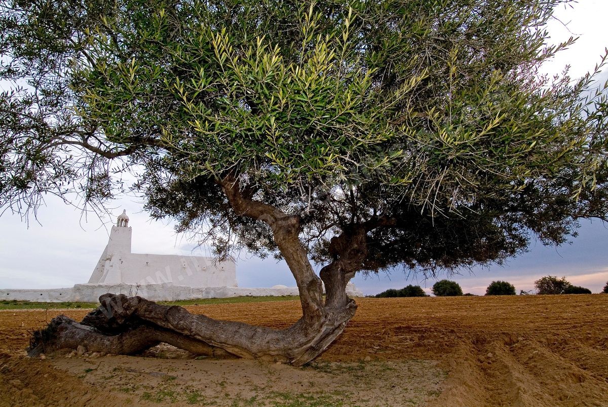 Mosquée Tajdid à Fatou