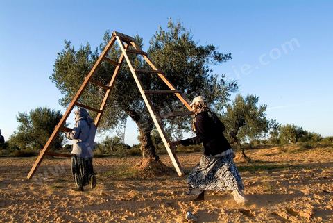 Récolte des olives sur l'île de Djerba