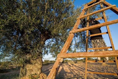 Récolte des olives sur l'île de Djerba