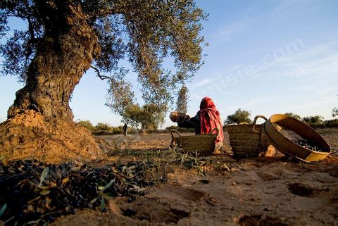 Récolte des olives sur l'île de Djerba