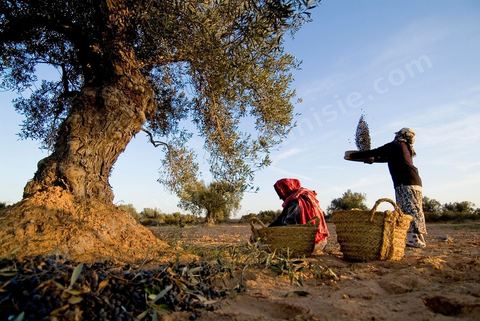 Récolte des olives sur l'île de Djerba