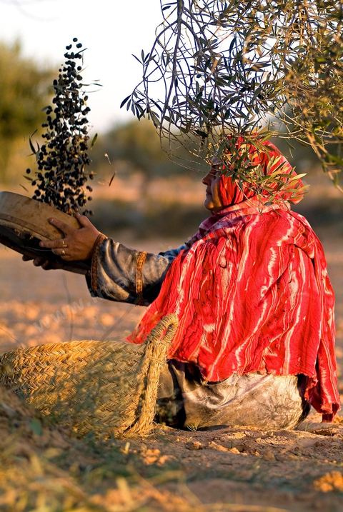 Récolte des olives sur l'île de Djerba