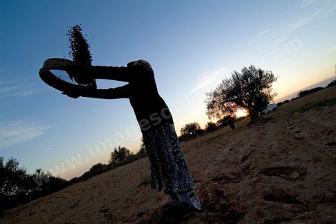 Récolte des olives sur l'île de Djerba