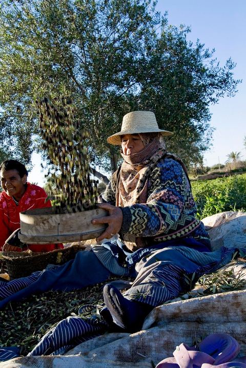Récolte des olives sur l'île de Djerba