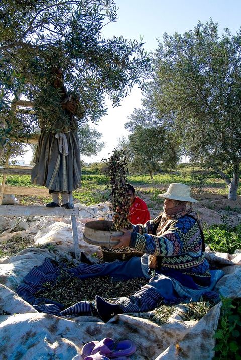 Récolte des olives sur l'île de Djerba