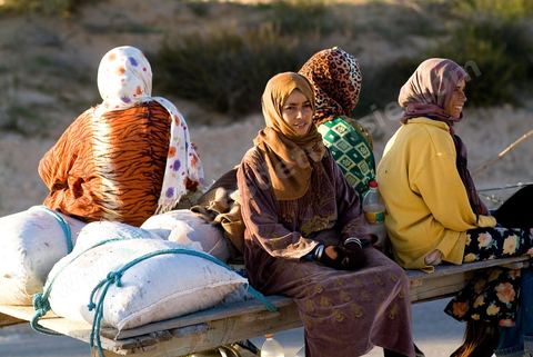 Récolte des olives sur l'île de Djerba