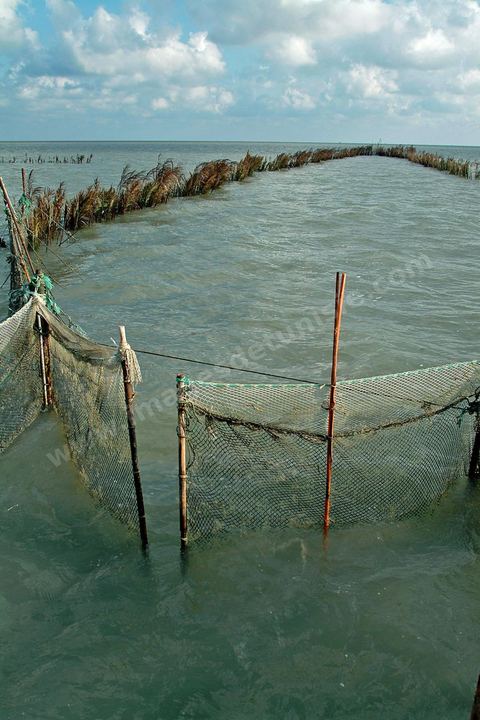 Peche traditionnelle dans les pecheries de Mellita - Ile de Djerba