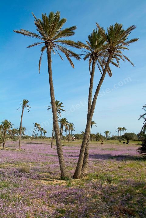 Paysage dans la campagne près de Midoun - Ile de Djerba