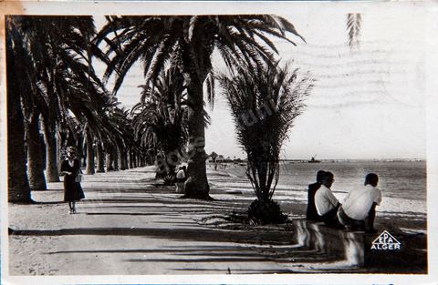 Avenue de la Plage à Bizerte1951 - Carte postale ancienne Tunisie